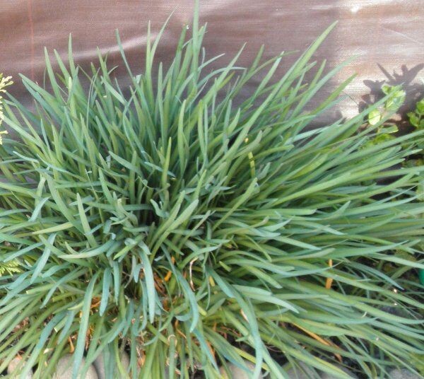 Society Garlic Bare Root (30 INDIVIDUAL LIVE BULBS) From My Garden to Yours