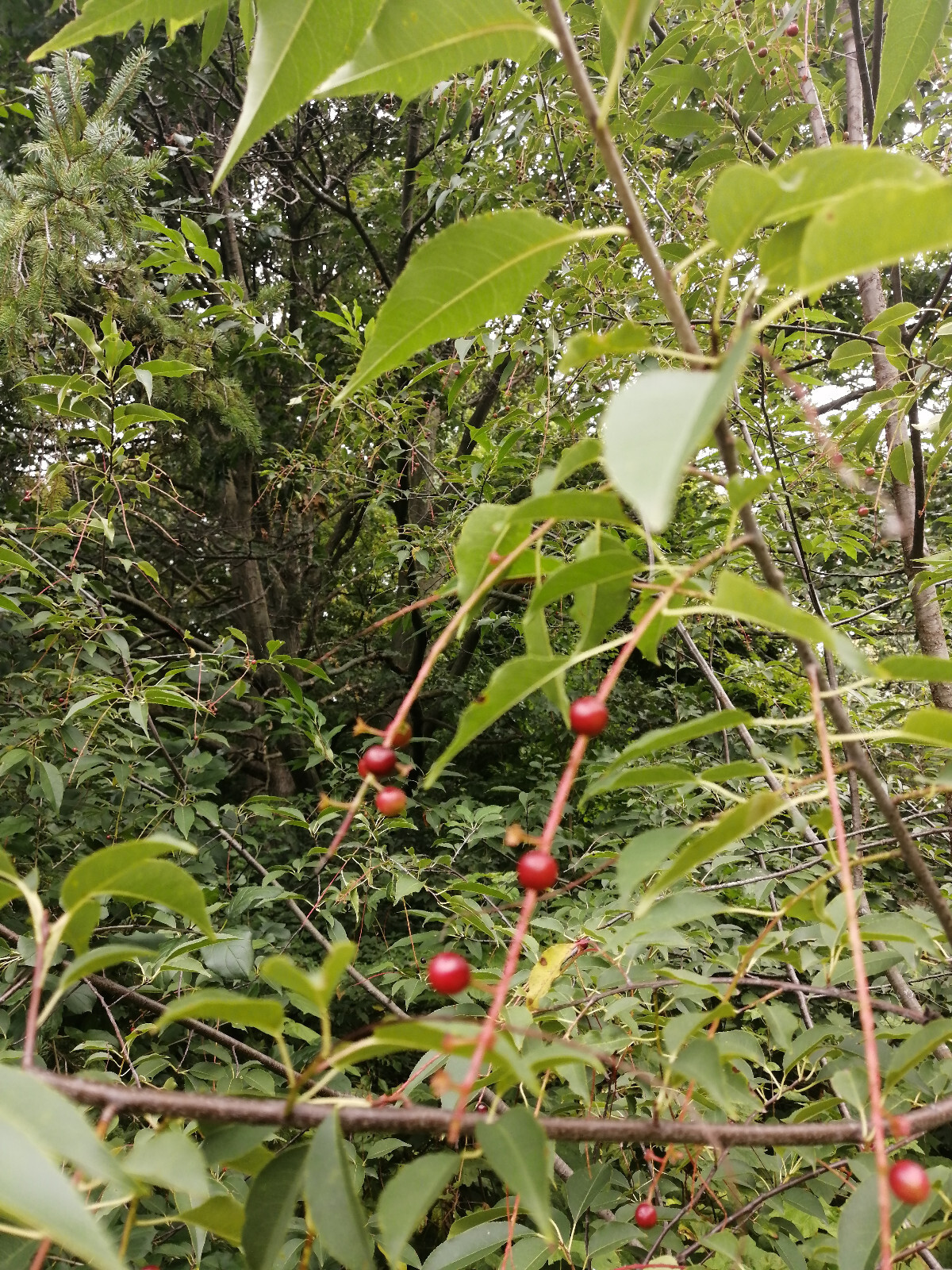 Black Cherry Tree 10 Seeds Prunus serotina Canada Native Wild Black Cherry Rum