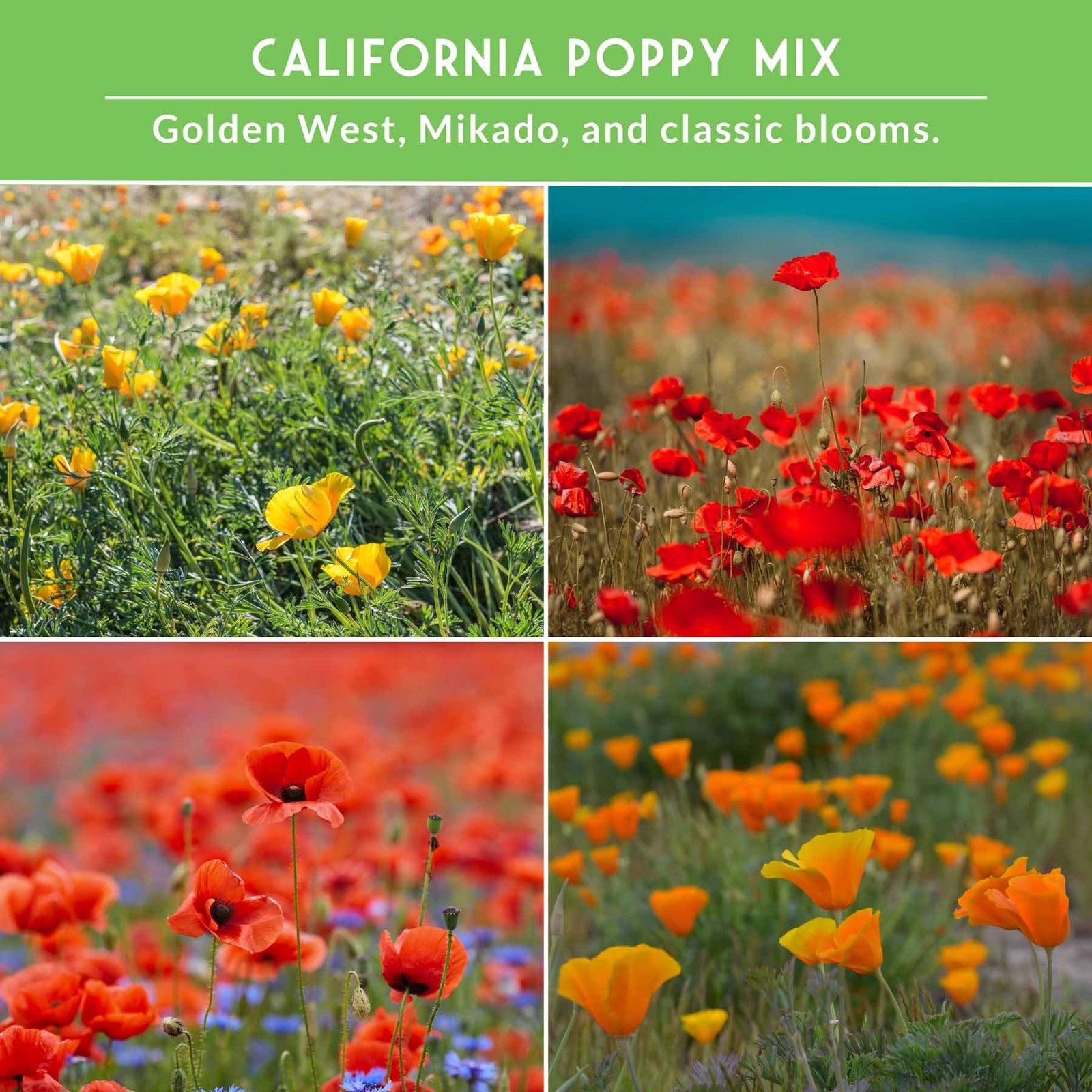 Poppy Seeds 4 Variety Pack Non-GMO Heirloom – Includes Red Corn Poppy