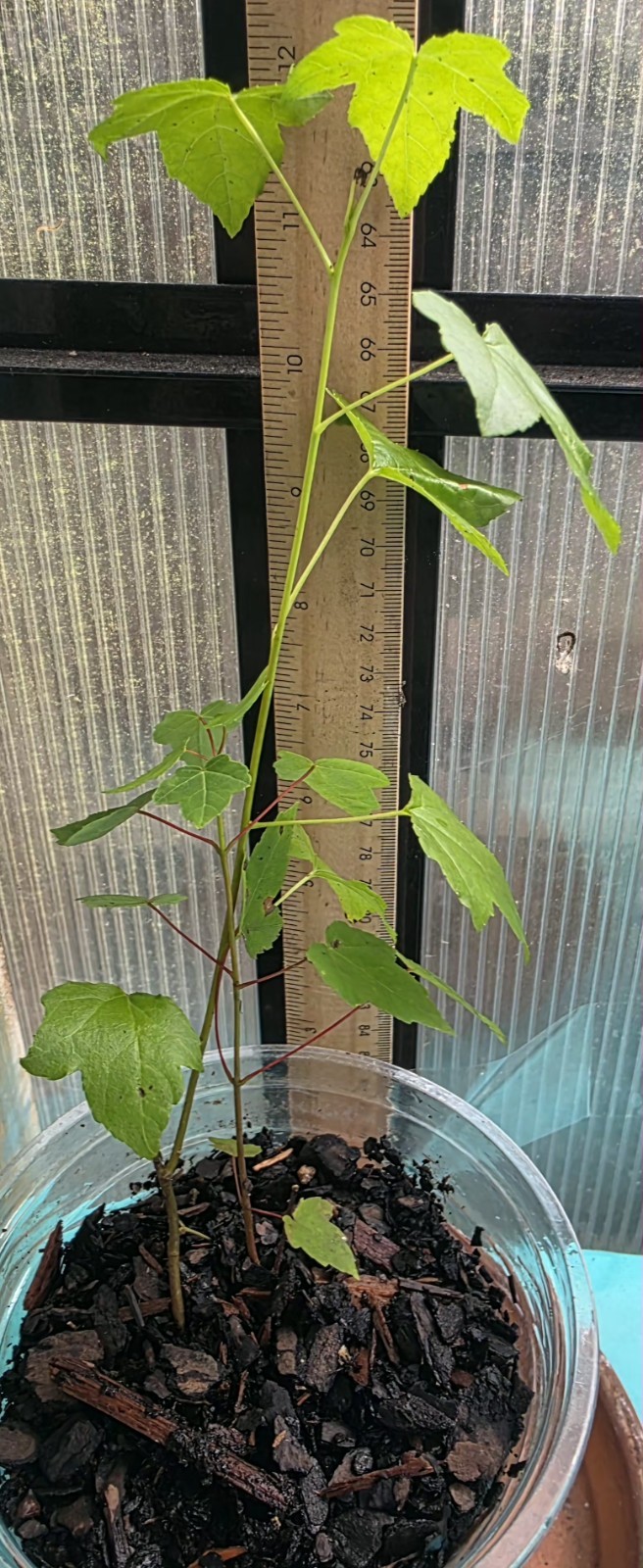 Sweetgum (Liquidambar) seedling plants fully rooted (Plant Only) Sizes Vary