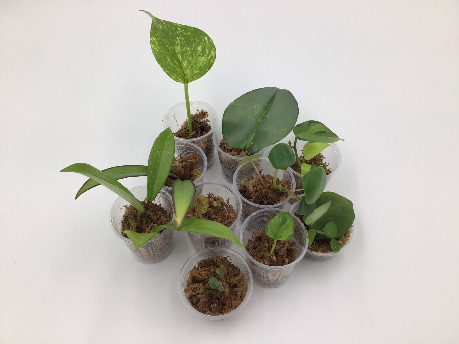 Straight Out Of The Propbox Mystery House Plant Bundle- 6 Plants