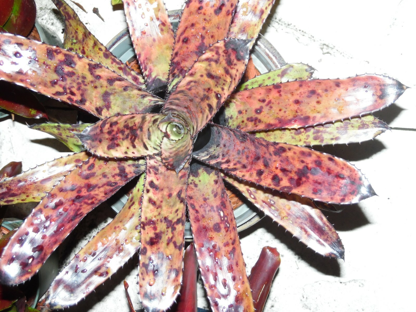 Aechmea ORLANDIANA DARK FORM Bromeliad one tropical plant *MEDIUM*