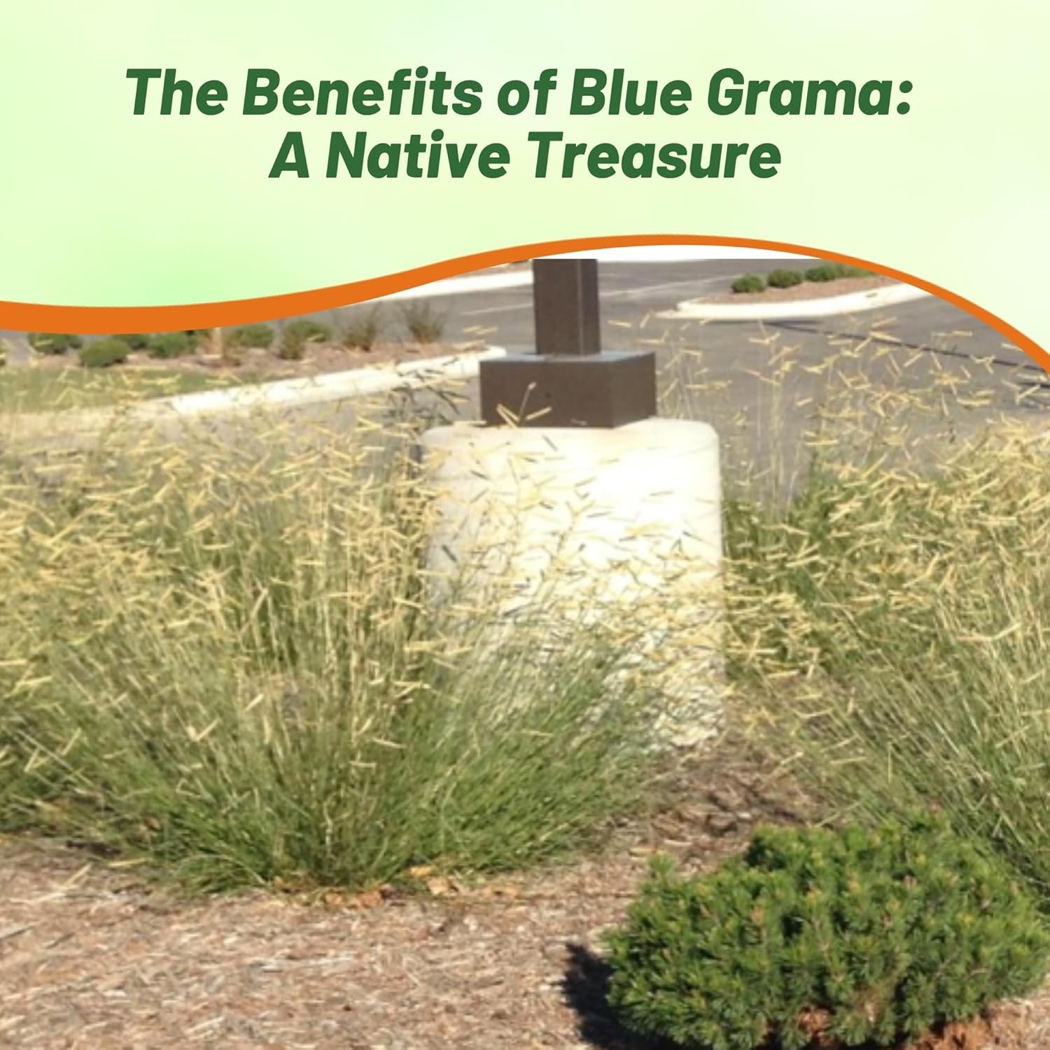 1 LB Blue Grama Native & Prairie Grass For Drought Tolerance & Xeriscape