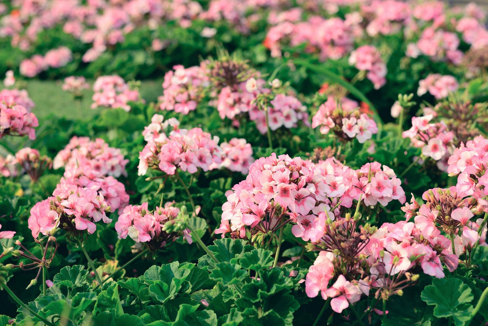 10 MIXED COLORS GERANIUM Pelargonium Zonale Pink Purple Red Salmon Flower Seeds