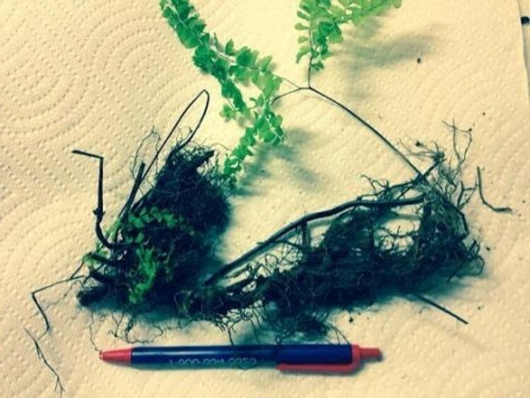 Femina Fathyriuns Filixs Ferns Green To Purple Or Red 20 Bare Root Lady Rhizomes
