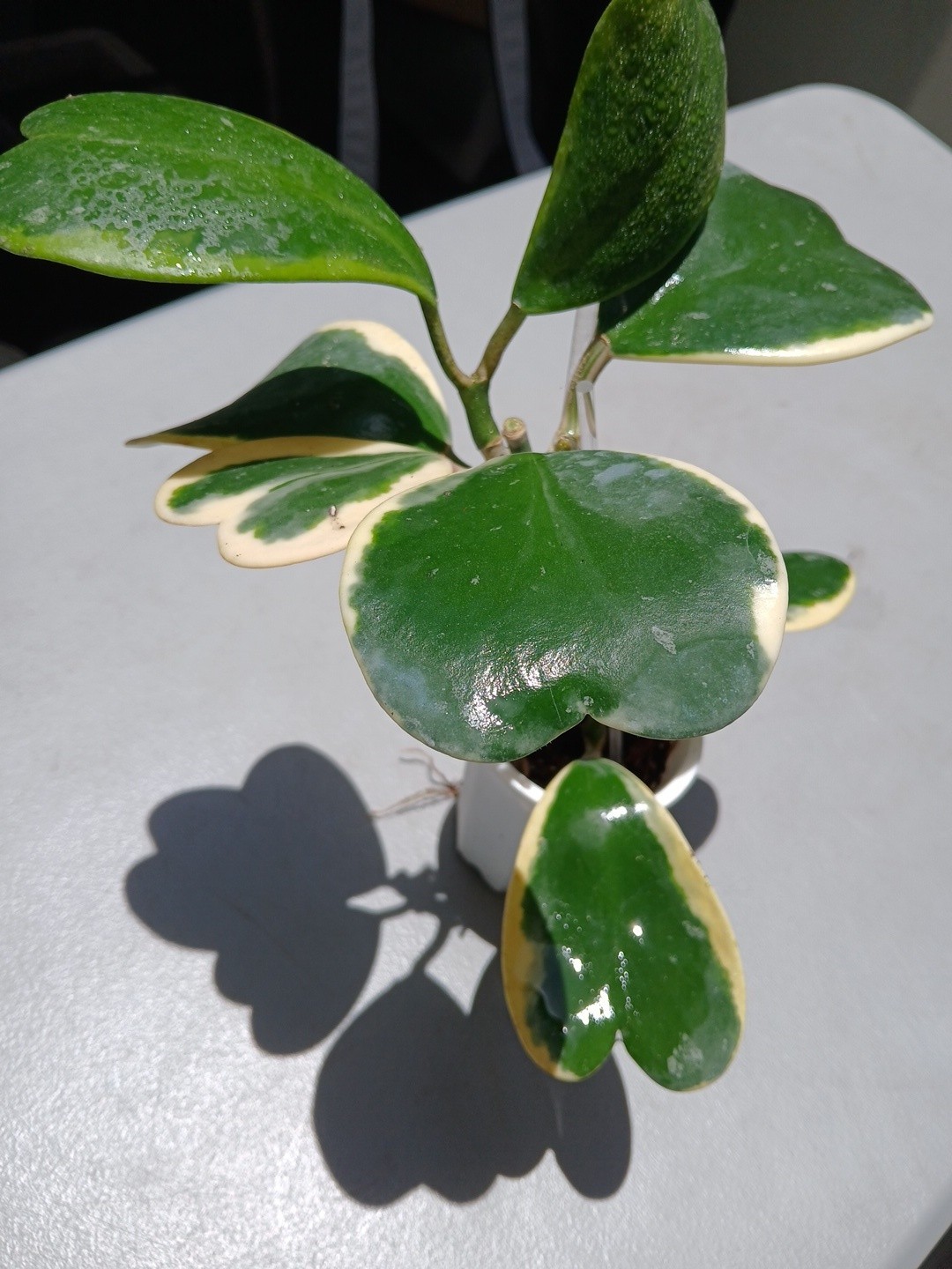 #913- HOYA KERRI VARIEGATED LIVE PLANT, LARGE LEAF, LARGE PLANT,