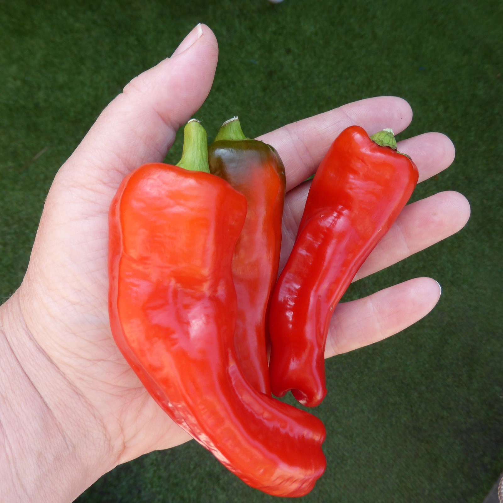 25 Organic GIANT SZEGEDI PEPPER Capsicum Hungarian Sweet Paprika Bell Seeds
