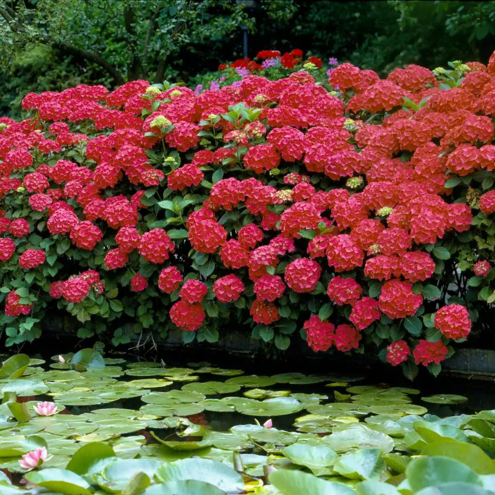 1 Gal. Red Beauty Hydrangea Shrub with Red Flowers