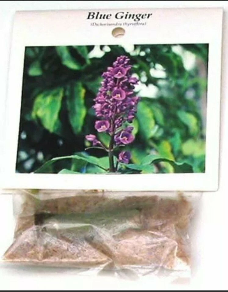 Hawaiian Blue (polu) Dichorisandra Thyrsiflora Ginger Plant Roots 1 Pack