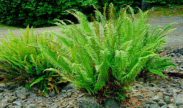 WESTERN SWARD FERN, 2020 SPORES, (SEEDS)*, LARGE 3’X3’+, VERY HARDY TO -4 F.