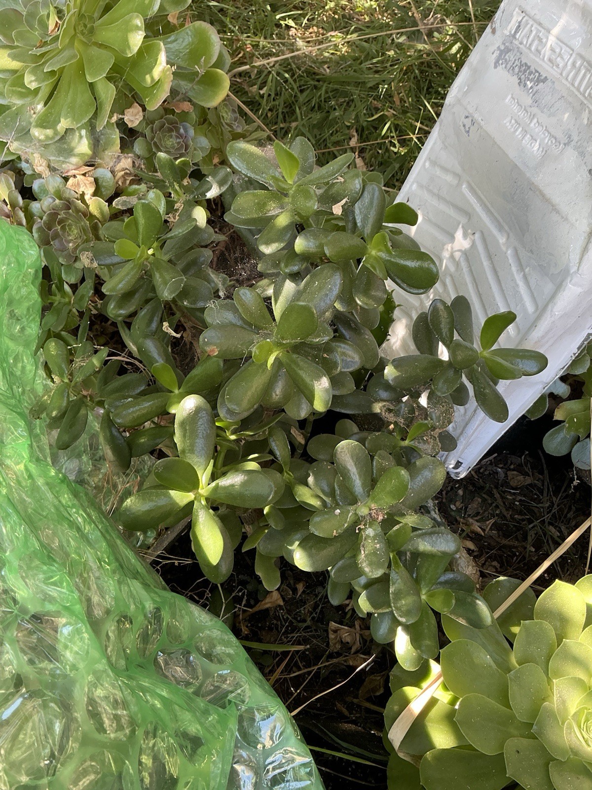Healthy lush green Crassula Ovata Jade Plant cluster, Rooted 19” tall with roots