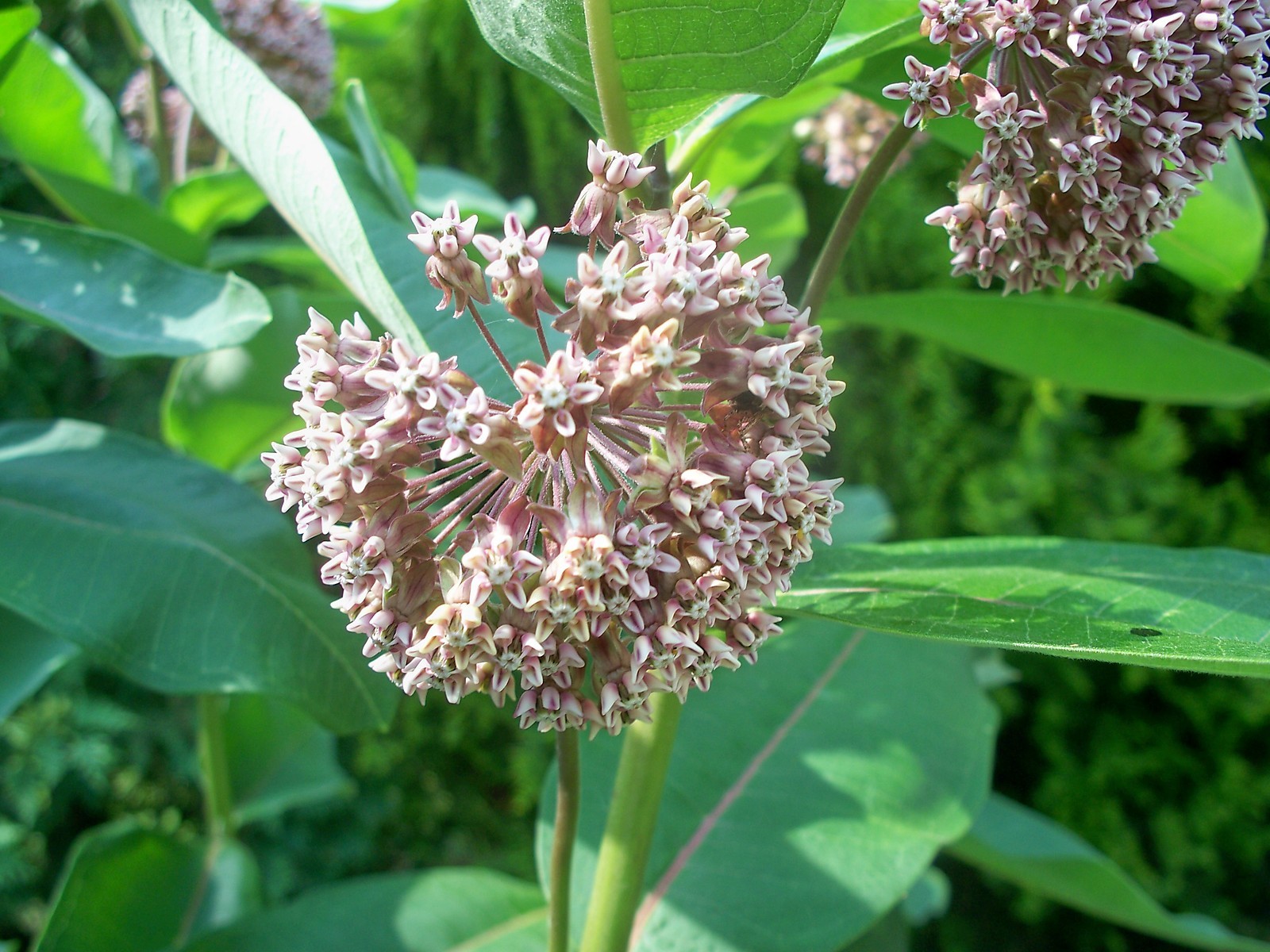 300 SEEDS COMMON MILKWEED ASCLEPIAS SYRIACA