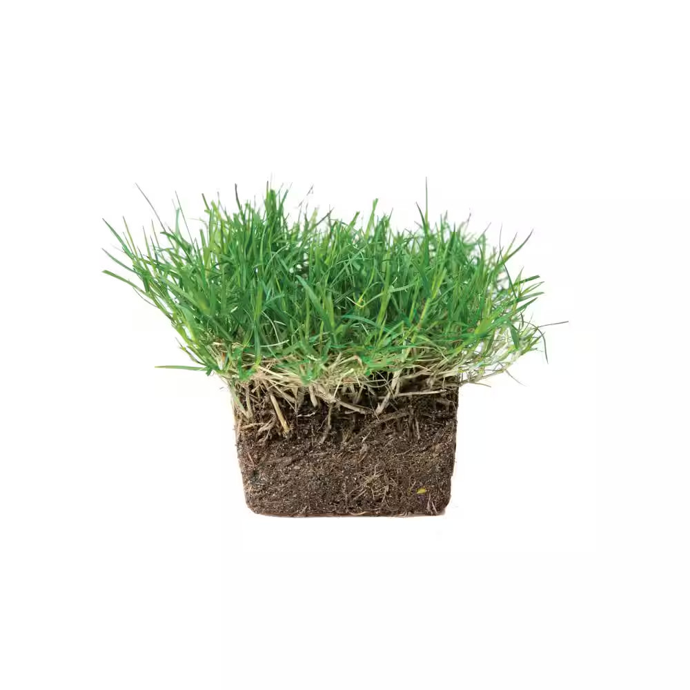 Bermuda Grass Plugs (16-Count) Natural, Affordable Lawn Improvement