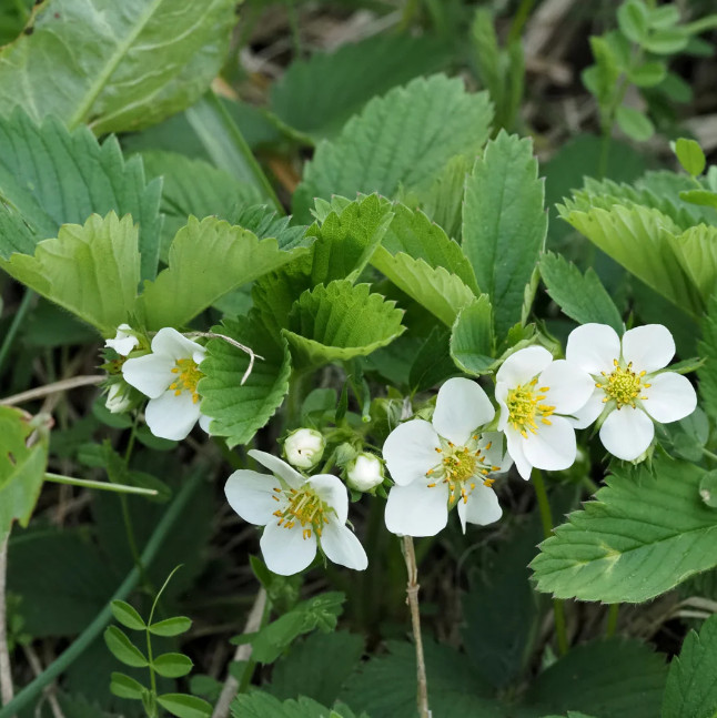 Wild Strawberry Live Plant – 3-6″ Tall – 3″ Pot – Sweet Alpine Strawberry