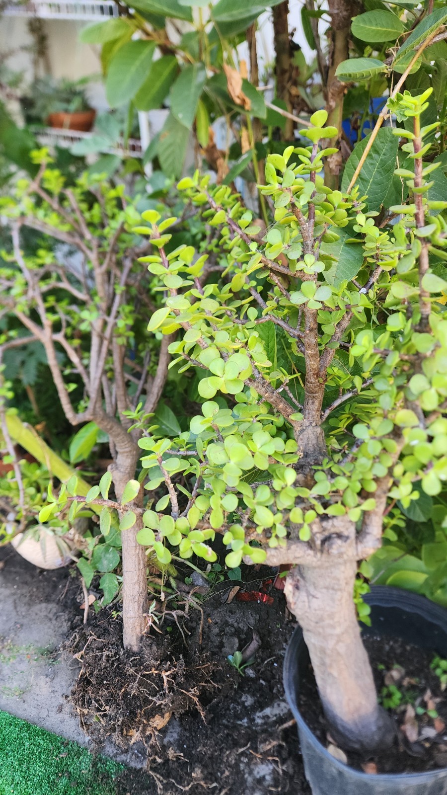 Large Portulacaria Afra 30″tall,Fat and Mature trunk,shipping bare roots.