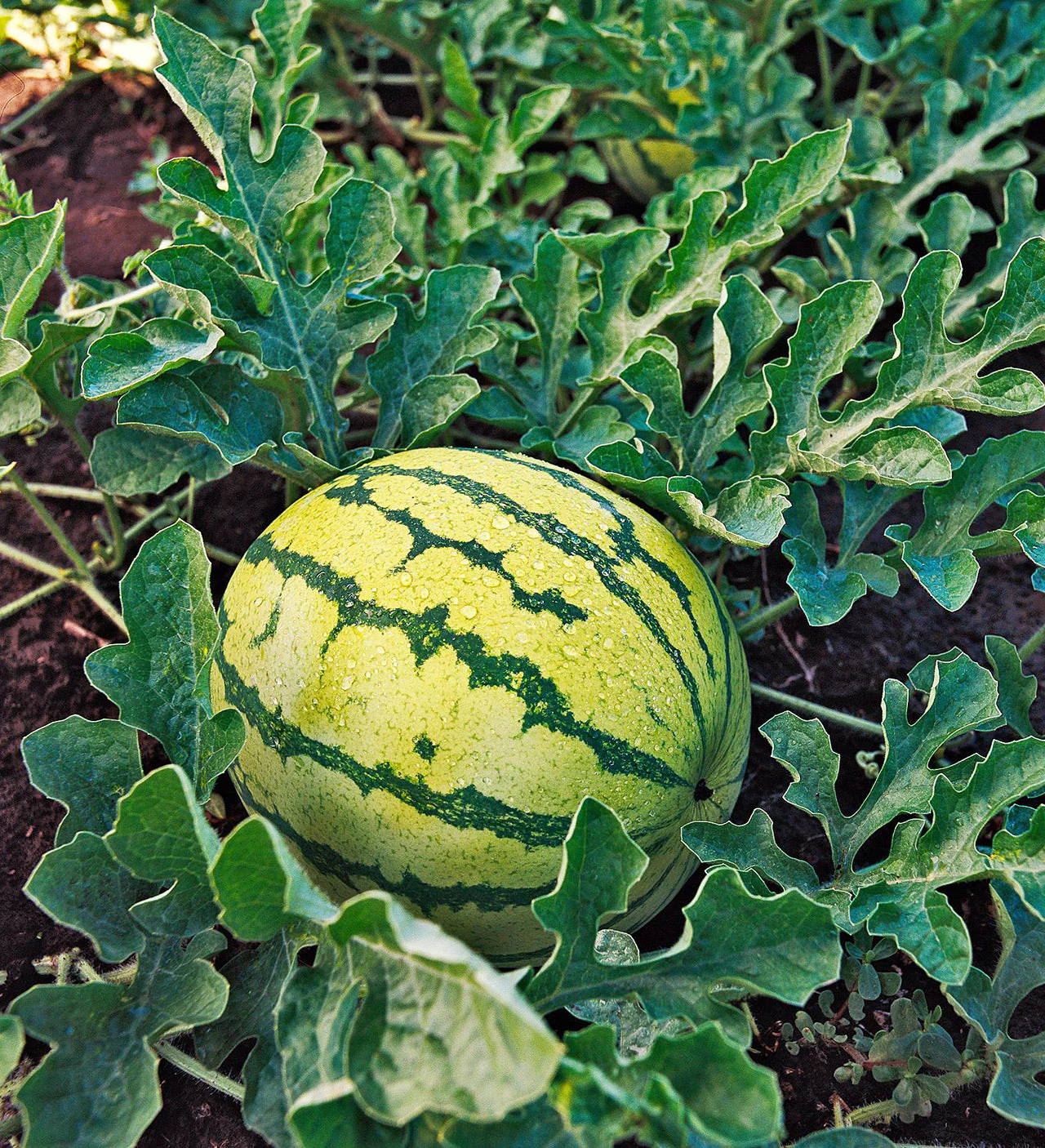 Yellow Crimson Watermelon Seeds | Heirloom Melon Tropical Fruit Seeds Fresh 2024