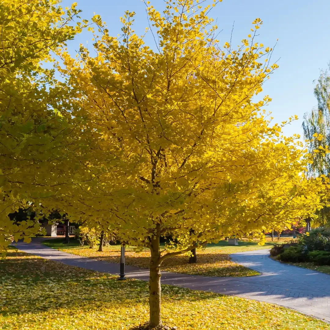 1 Ginkgo Tree 12-24″ Ginkgo biloba Bare Root