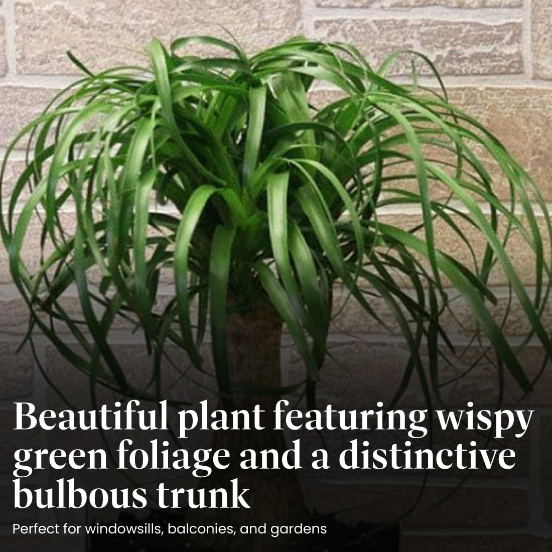 American Plant Exchange Live Ponytail Palm Tree Bottle Palm Tree Elephants Foot