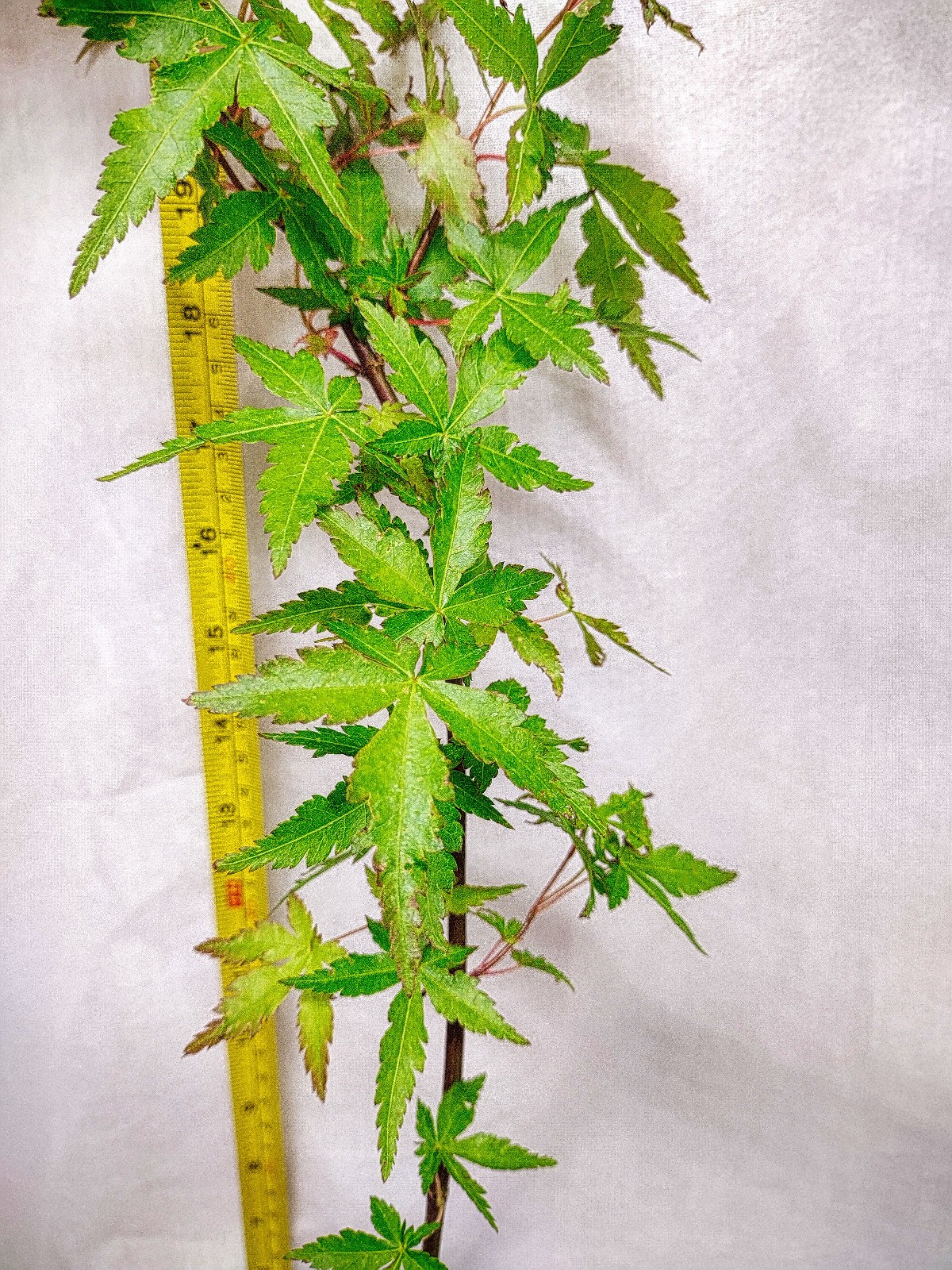 Green Japanese Maple tree in nursery pot. Acer palmatum. Pre Bonsai or Landscape