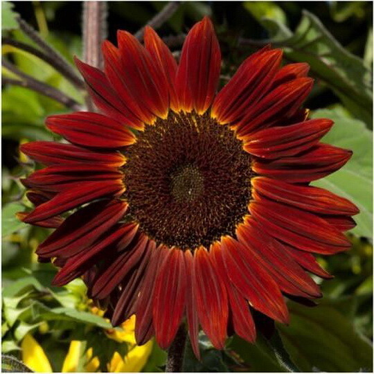 75 Sunflower Seeds ‘Rouge Royale’ Flower Helianthus annuus Red/Brown