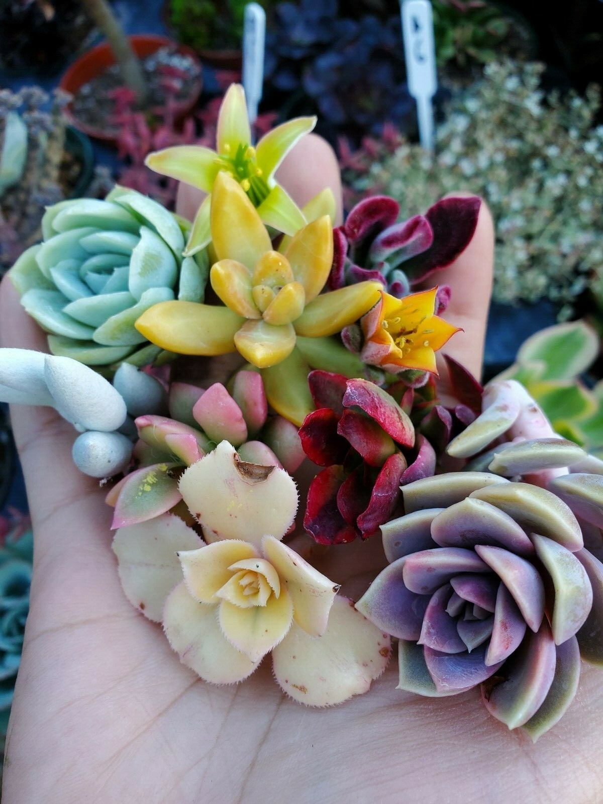 10 small unrooted succulent cuttings