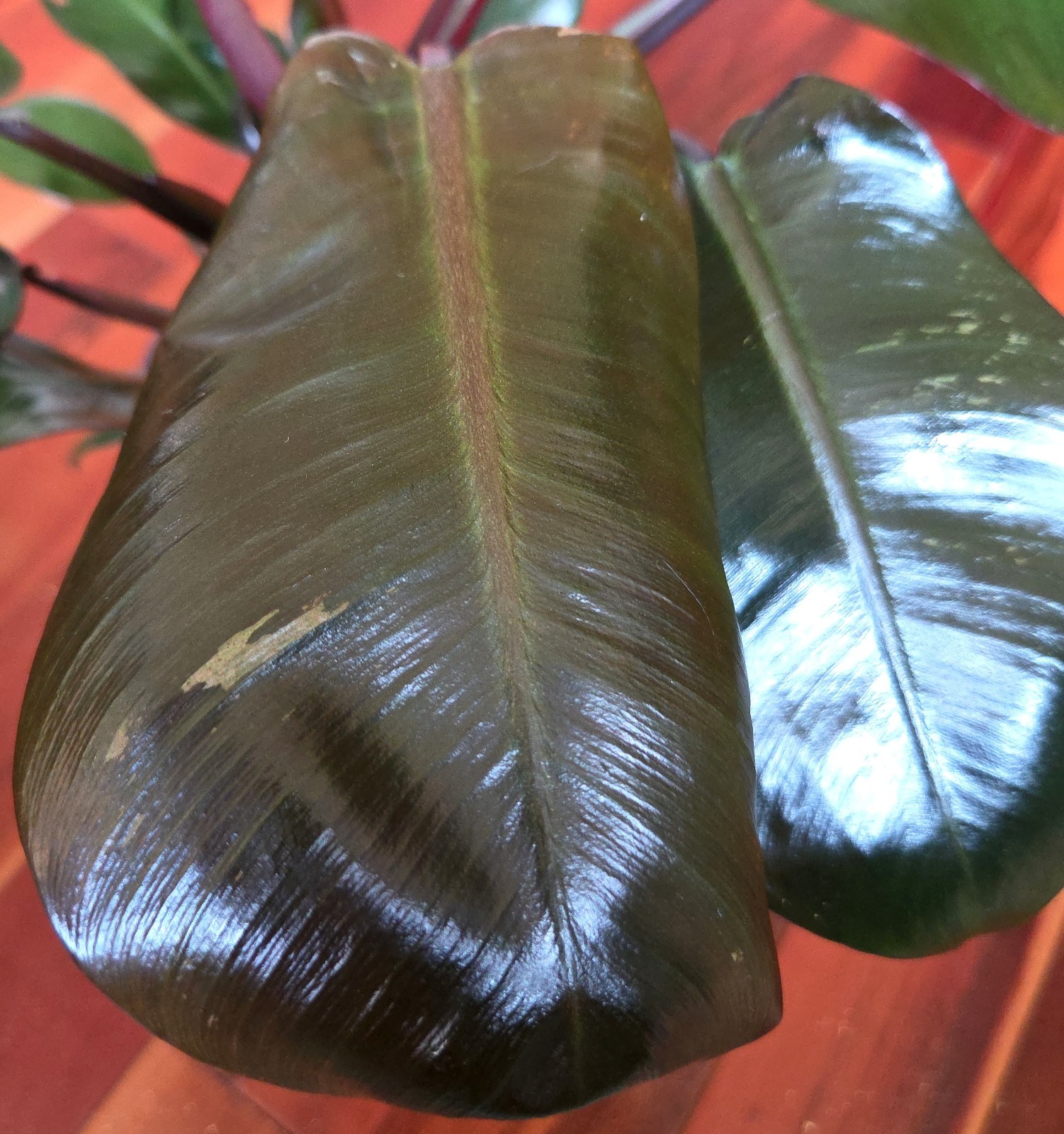 Rare Philodendron Variegated Black Cardinal 18″ Tall W/ Pups Aroid Not Monstera