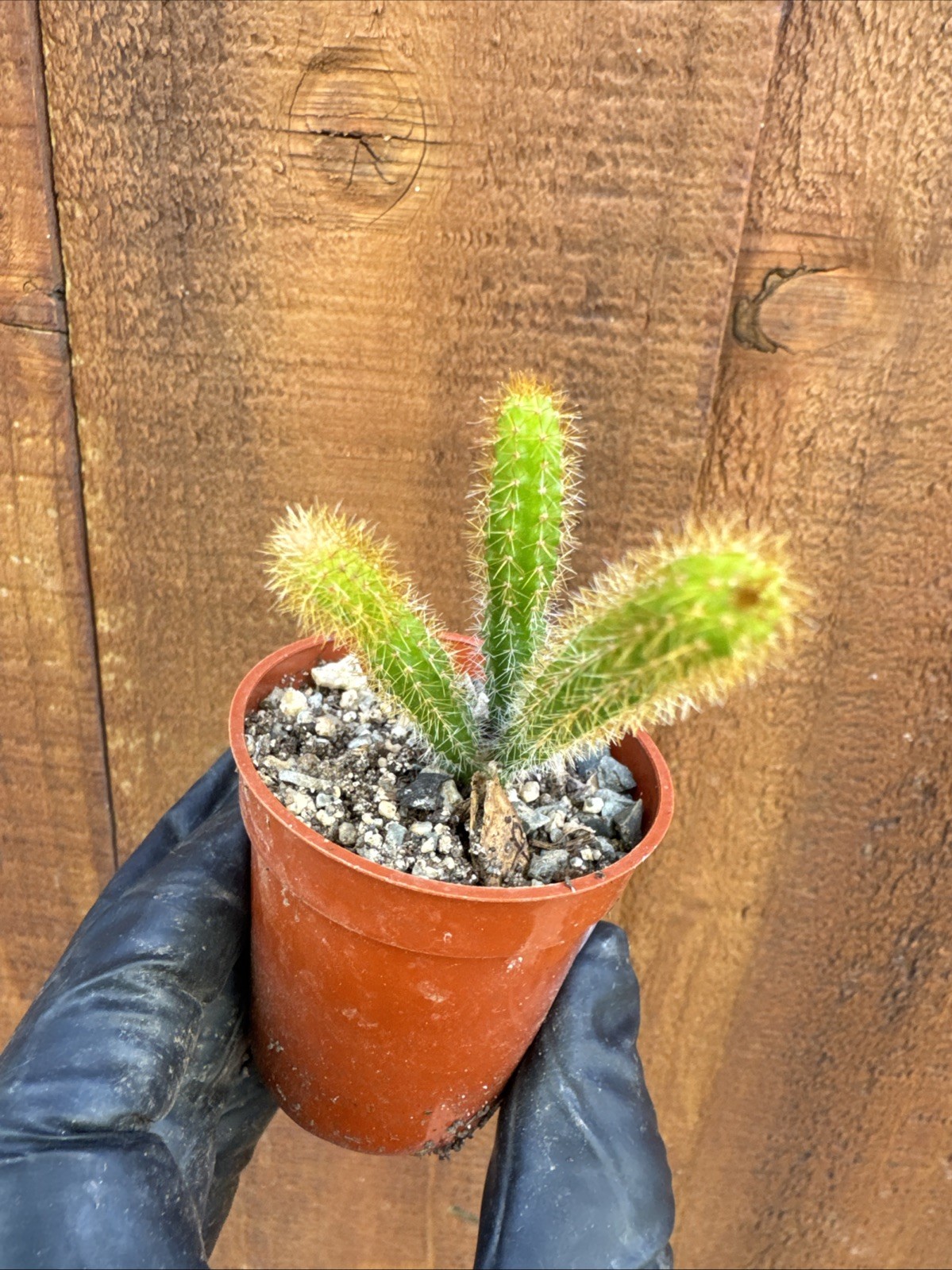 Rat Tail Live Cactus/Succulent Fully Rooted-Aporocactus Flagelliformis.
