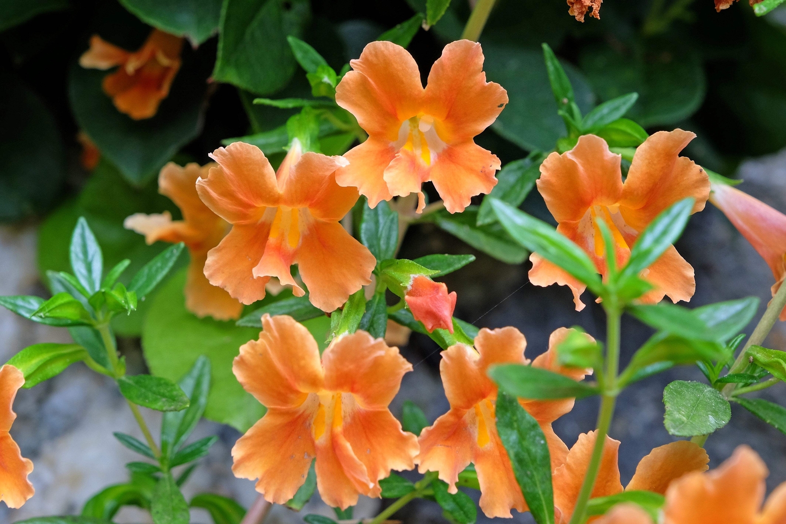 100 Twinkle ORANGE MONKEY FLOWER Mimulus Seeds *Flat S/H