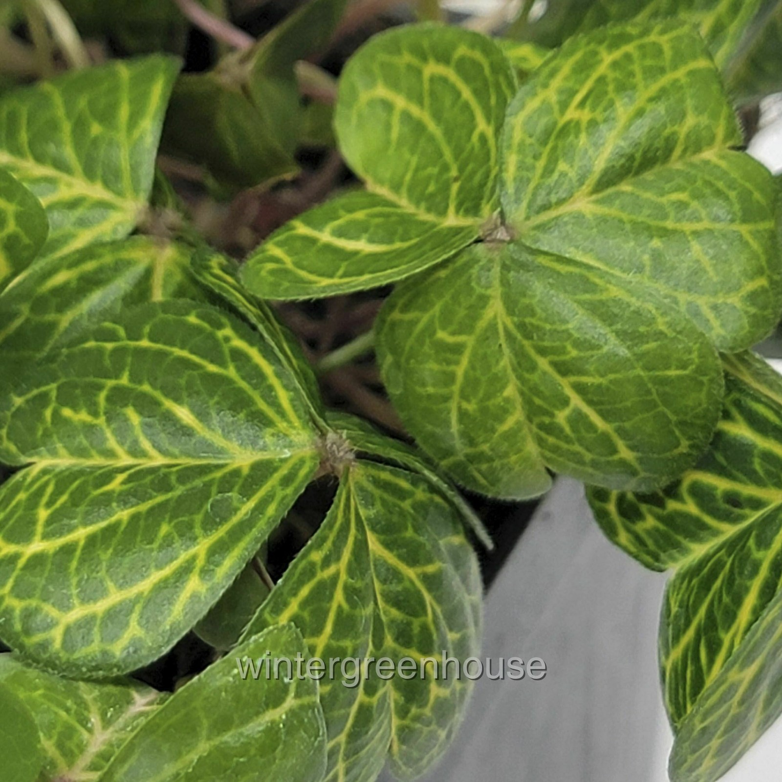 Oxalis debilis Aureo-Reticulata, Oxalis corymbosa, Container Size: 3″ (2.6×3.5″)