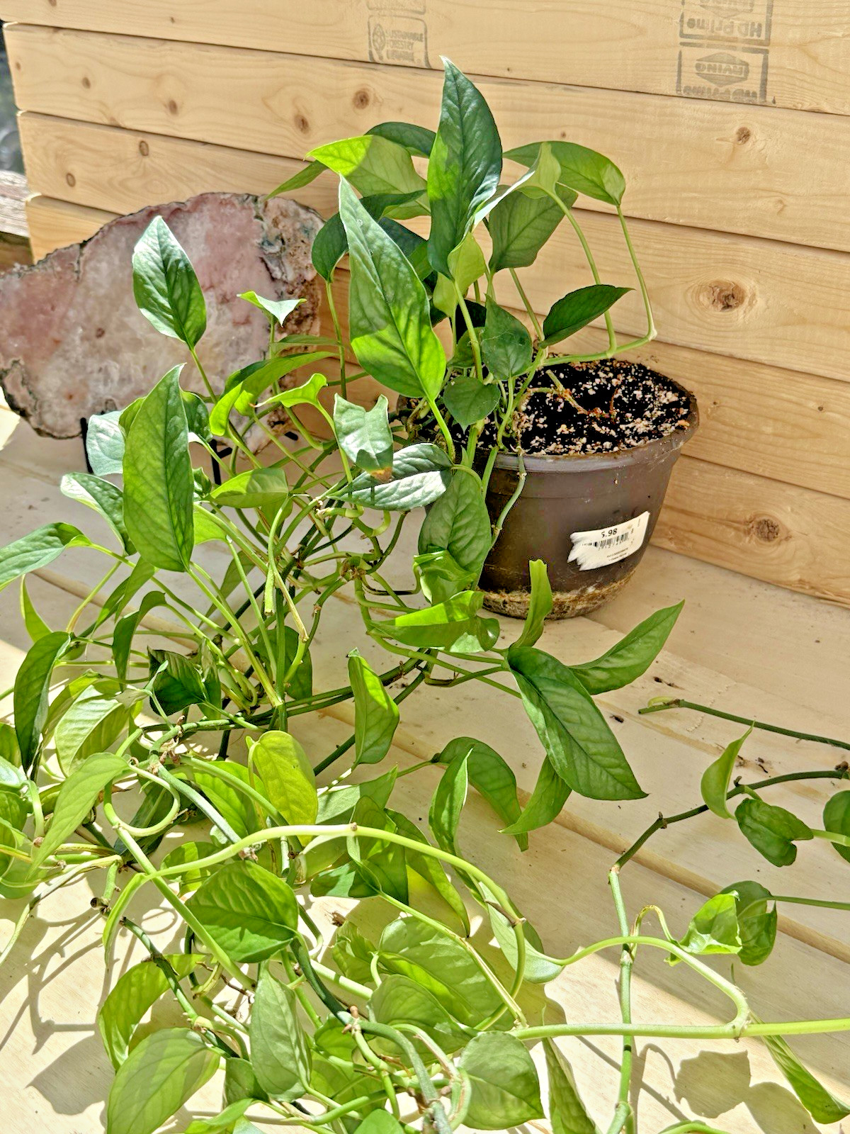Skeleton Key Epi – Rooted in 6 inch Hanging Pot – Trailing! So Long!