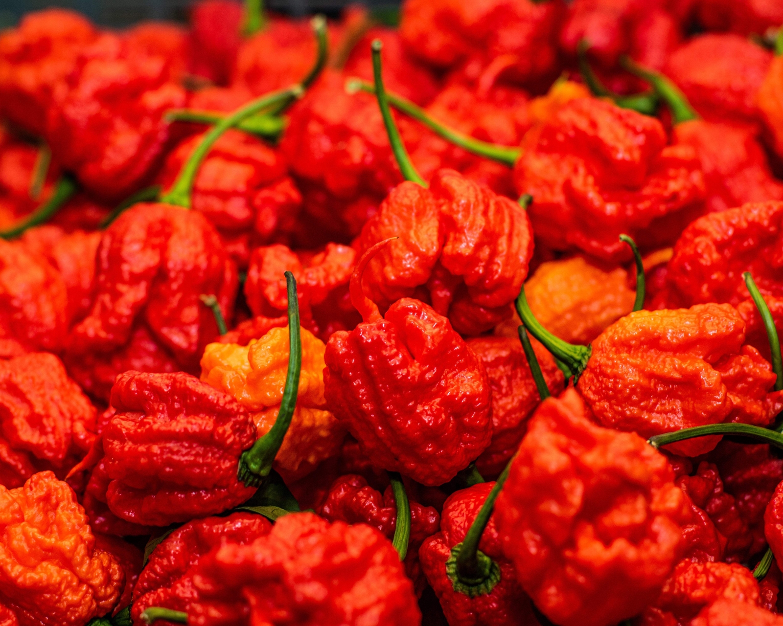 10 Red CAROLINA REAPER PEPPER World’s Hottest Capsicum Chinense Hot Chili Seeds