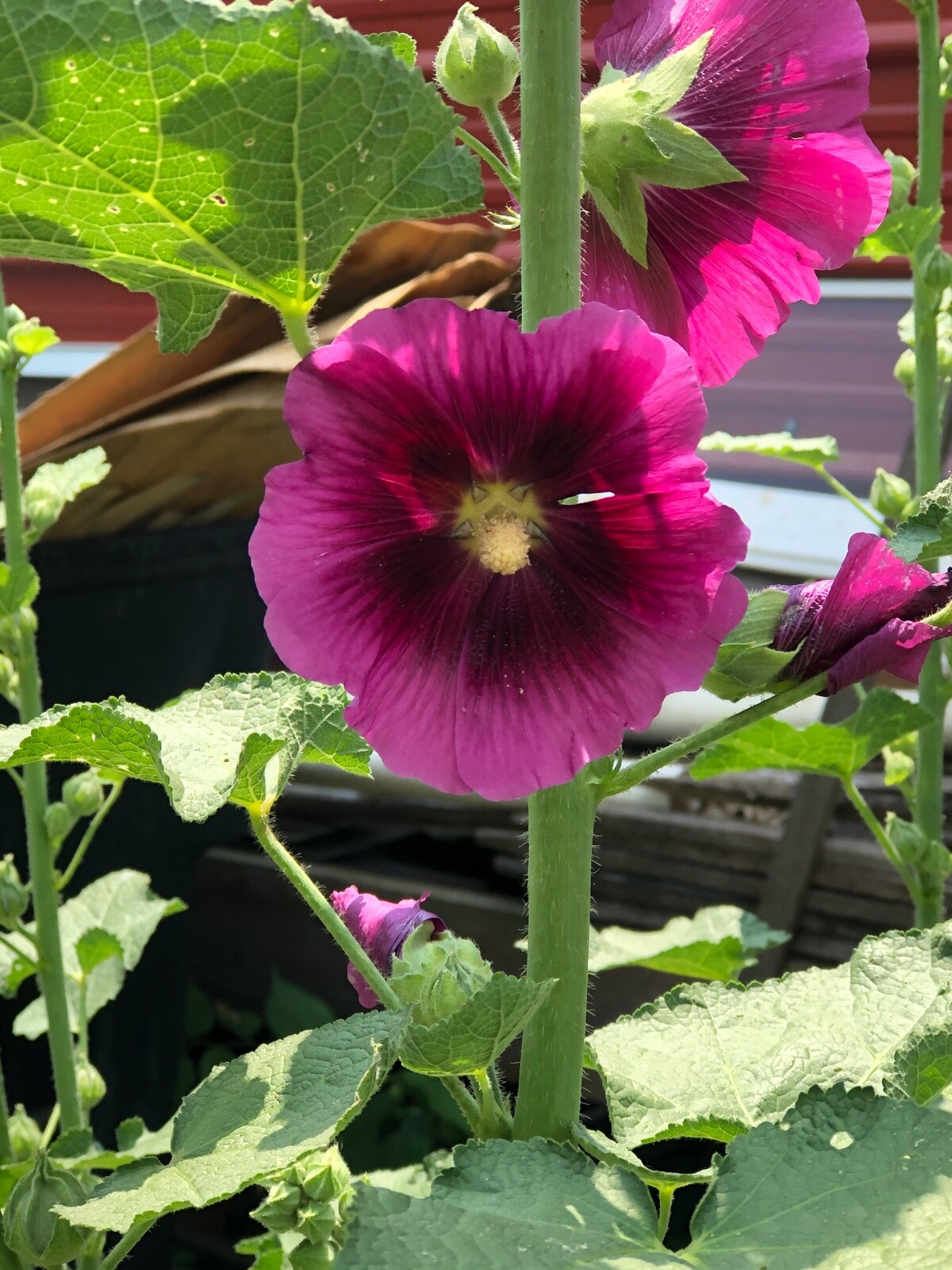 FRESH SEEDS Heirloom Old Fashion HOLLYHOCK Single Color Mix*Organic*Pollinators!