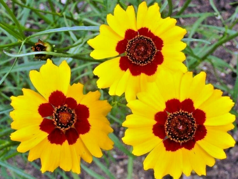 325 Seeds PLAINS COREOPSIS Tinctoria Calliopsis Native Heirloom Wildflower Plant
