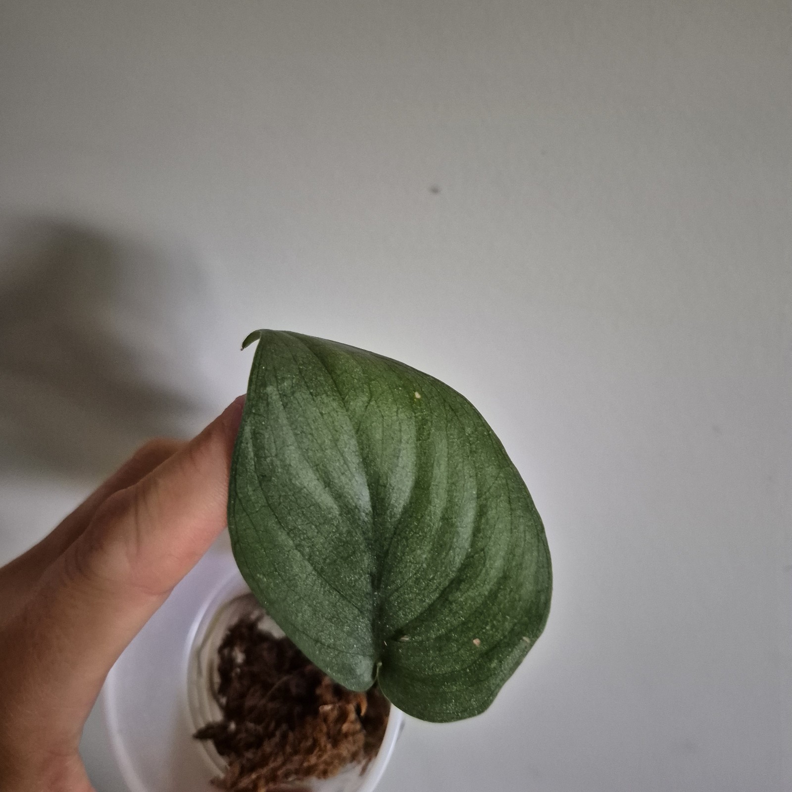 Scindapsus Platinum, Platinum, Scindapsus ‘Platinum’, Scindapsus, 2.5 In