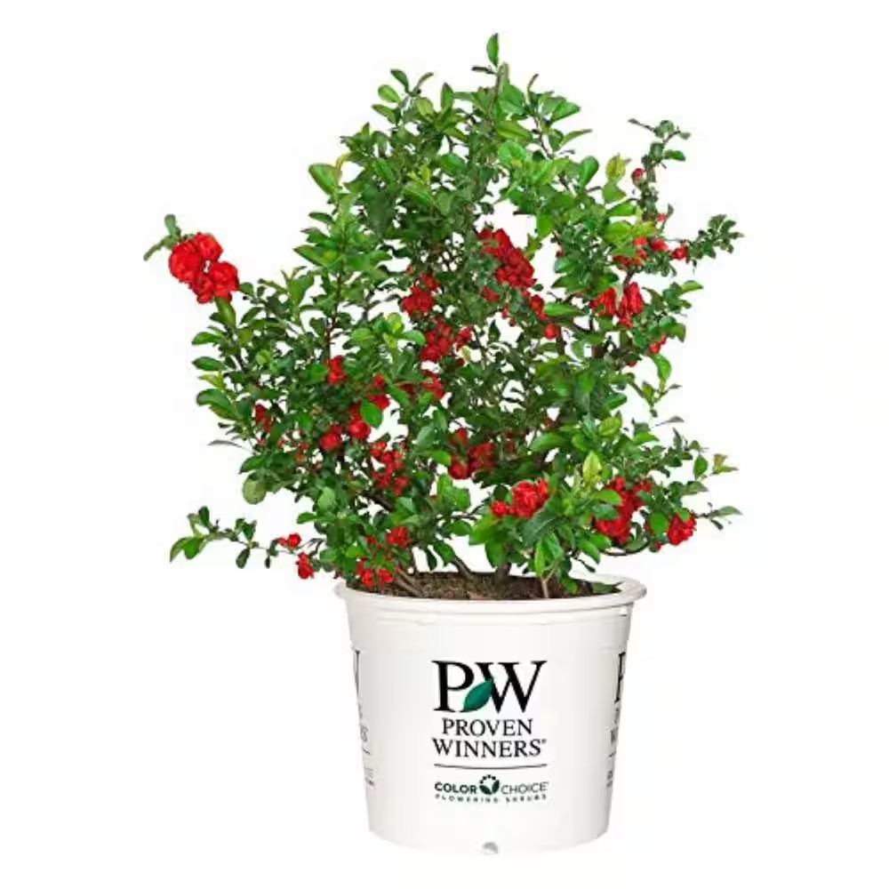2 Gal. Double Take Scarlet Quince, Live Plant with Scarlet Red Flowers, Zone 5-8