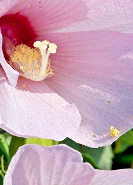 25 GREAT ROSE MALLOW SEEDS – hibiscus grandiflora