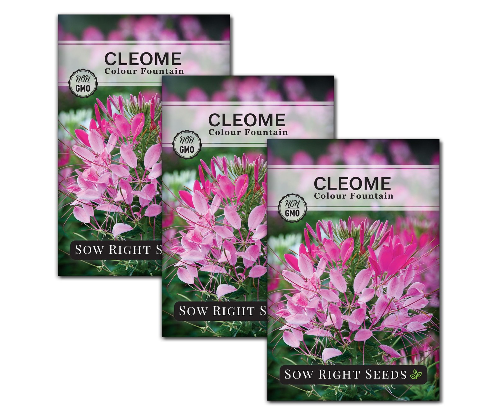 Cleome Seeds for Planting Outdoors – Non-GMO Spider Flower – Annual Garden