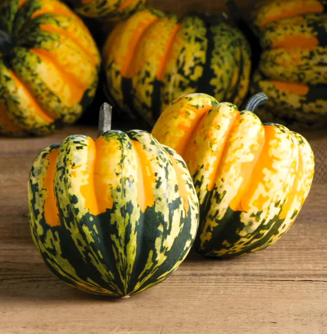 Carnival Squash Seeds – For 2025 Planting Festival Celebration Delicata Acorn