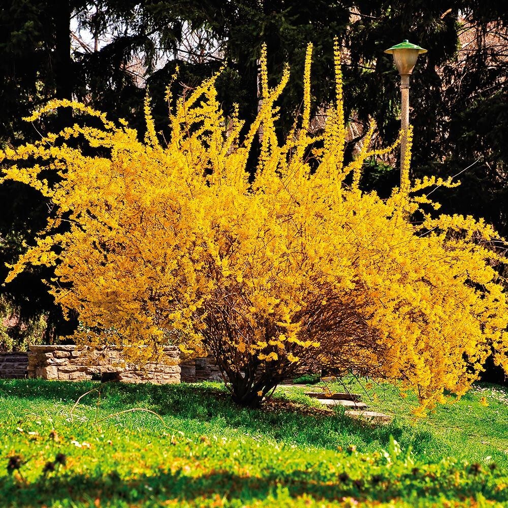 20 thin cuttings Golden Forsythia Gold, hardy bush, ornamental privacy hedge