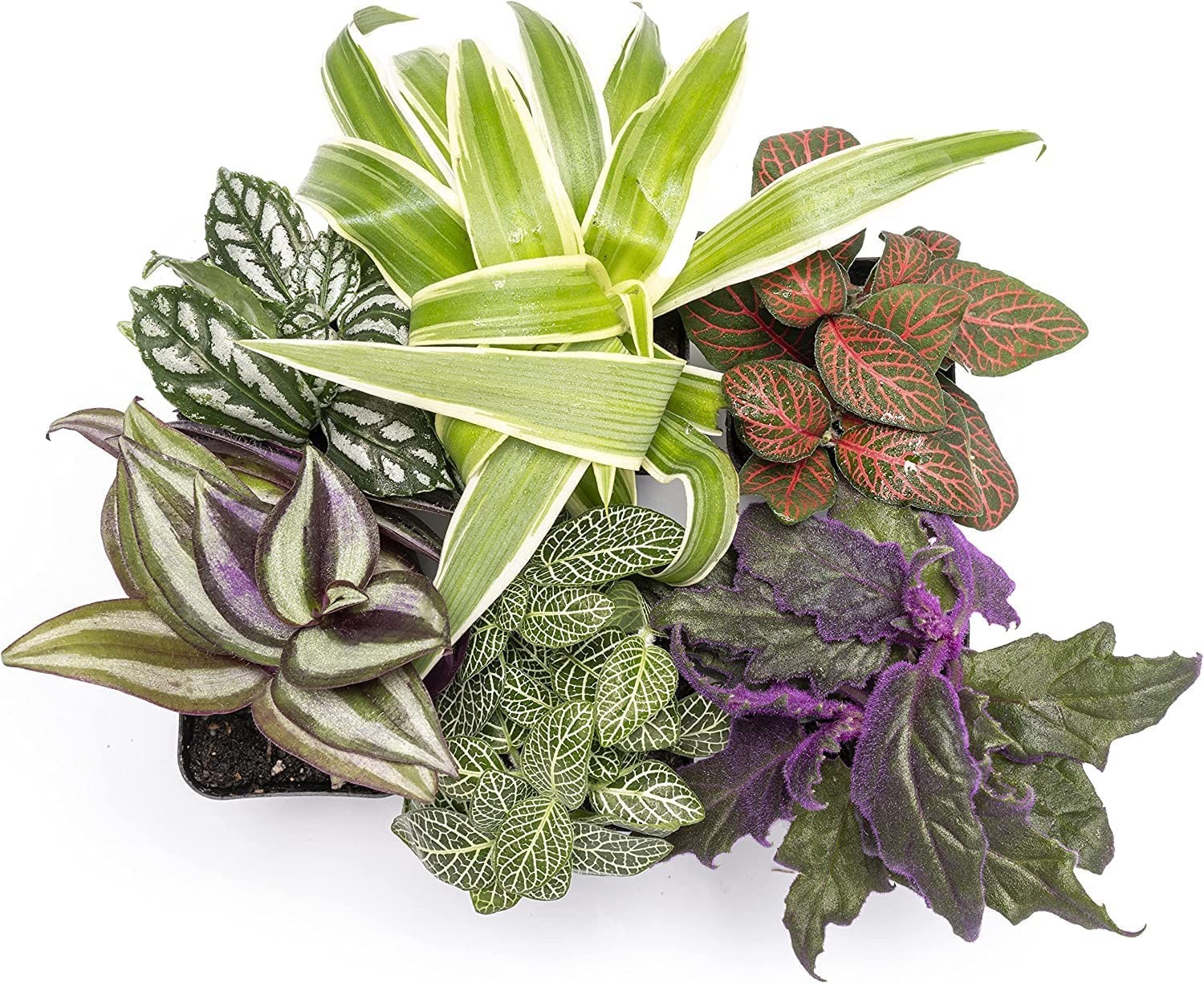 Altman Plants Live 6Pk Indoor Plants For Delivery Premium Live Plants And