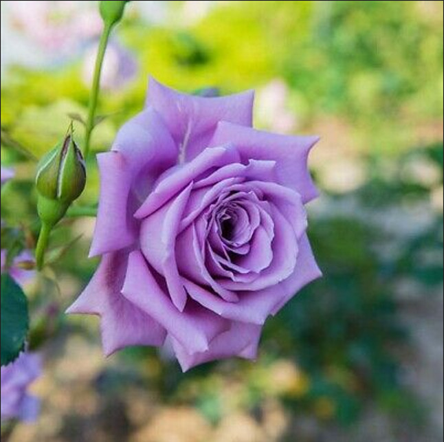 30+ Seeds| Light Purple Perennial Flower Rose Seeds #1084