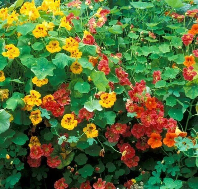 Dwarf Jewel Mix Nasturtium for Planting – Attractive Mixed Color Blooming Vine