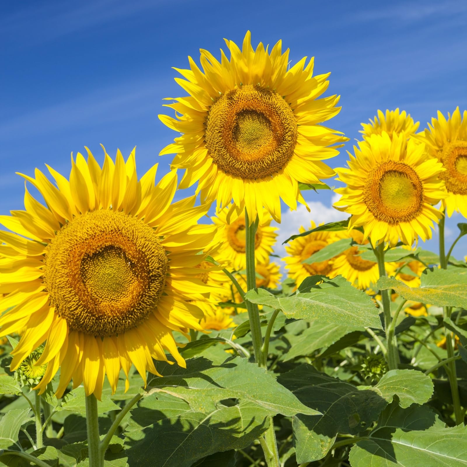 Sunflower seeds for planting, 1 oz, over 300 seeds