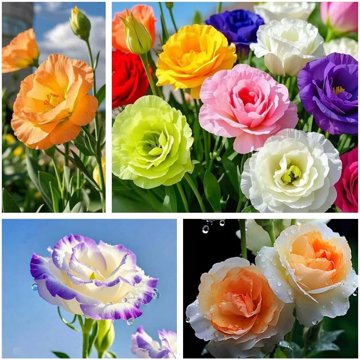 1000 Lisianthus Seeds for Planting Mixed Color Eustoma Flower Seeds Thornless