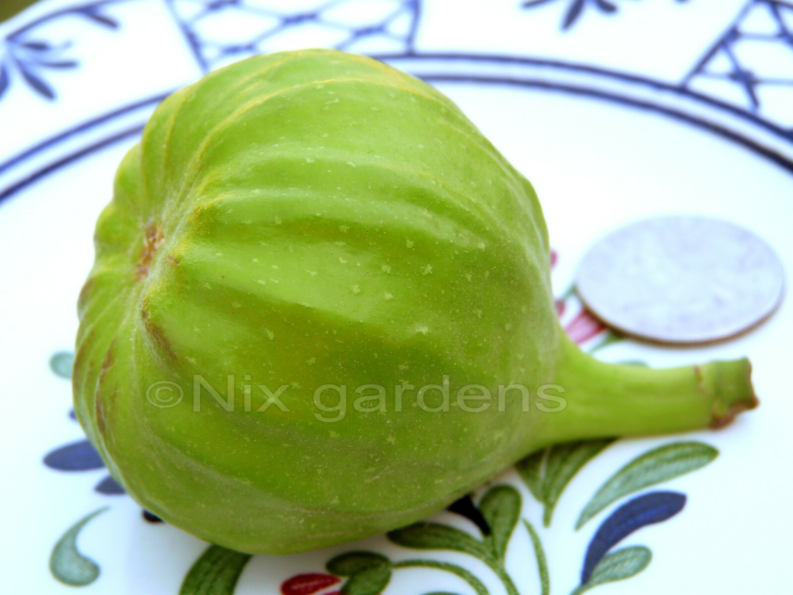 CapriFig or Capri Fig (Male) Fig Tree (3 Fresh Cuttings)