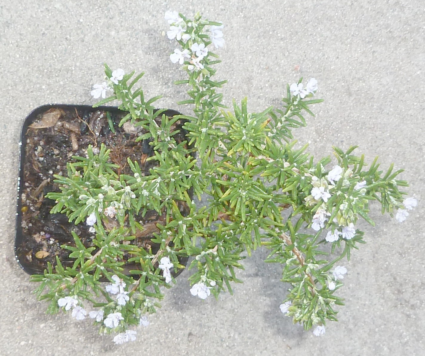 Rosemary Rosmarinus Pre Bonsai Dwarf Shohin Nice Movement Trunk Flowers Fragrant