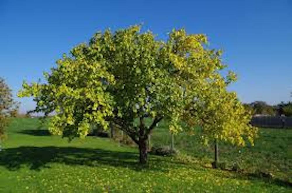 5 Apricot Tree Starter Plant Prunus armeniaca