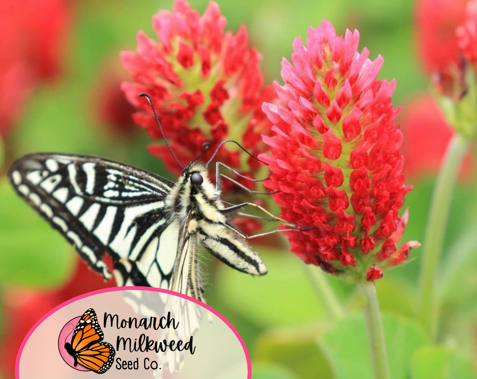 1950+ Crimson Clover Seeds | Wildflower Gardening Flower Seed for Pollinators