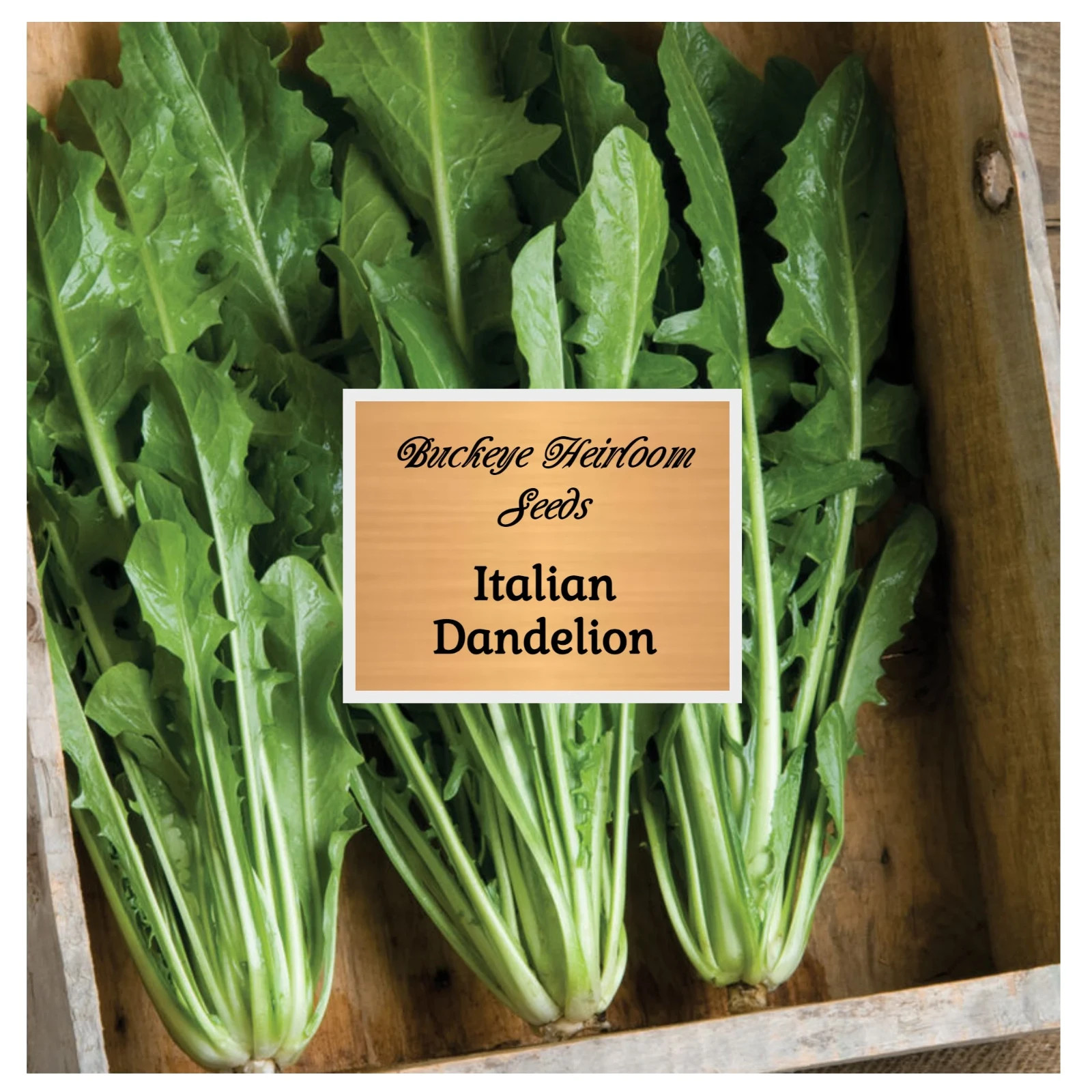 Italian Dandelion | Seeds | Culinary Seed | GMO Free | Italian Dandelion