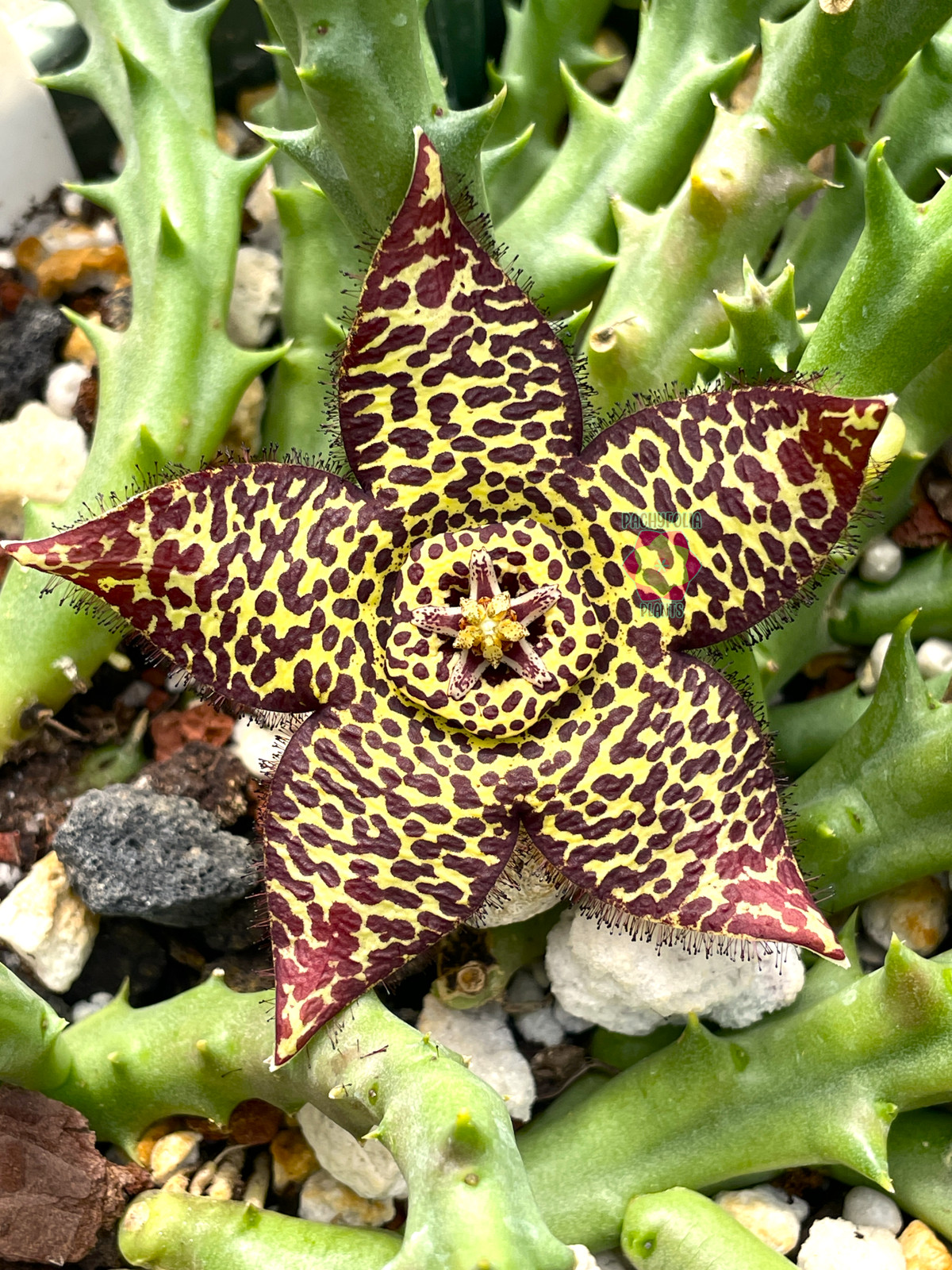 Orbea Halipedicola Yellow Flower Form Well-Rooted in 3.5″ Pot